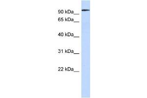 WB Suggested Anti-SP3 Antibody Titration:  0. (Sp3 Antikörper  (Middle Region))