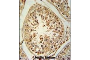 ZBTB5 Antibody (N-term) (ABIN651495 and ABIN2840267) immunohistochemistry analysis in formalin fixed and paraffin embedded human testis tissue followed by peroxidase conjugation of the secondary antibody and DAB staining. (ZBTB5 Antikörper  (N-Term))