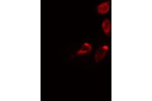 ABIN6275307 staining 293 cells by IF/ICC. (Septin 3 Antikörper  (Internal Region))