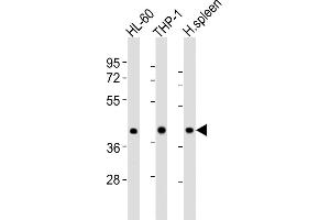 All lanes : Anti-FCGR1A Antibody (Center) at 1:8000 dilution Lane 1: HL-60 whole cell lysates Lane 2: THP-1 whole cell lysates Lane 3: human spleen lysates Lysates/proteins at 20 μg per lane. (FCGR1A Antikörper  (AA 168-200))