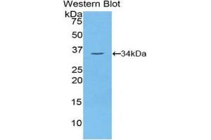 Western Blotting (WB) image for anti-NIMA (Never in Mitosis Gene A)-Related Kinase 2 (NEK2) (AA 137-400) antibody (ABIN1859978)