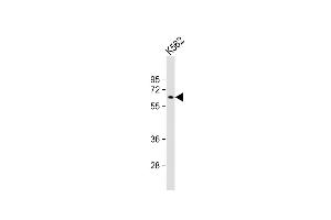 Western Blotting (WB) image for anti-Myotubularin Related Protein 9 (MTMR9) (AA 518-549), (C-Term) antibody (ABIN390782)