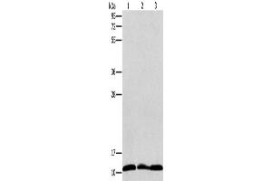 Western Blotting (WB) image for anti-Ribosomal Protein S27 (RPS27) antibody (ABIN2420909) (RPS27 Antikörper)