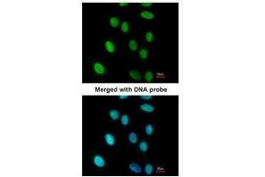 ICC/IF Image Immunofluorescence analysis of paraformaldehyde-fixed A549, using FEN1, antibody at 1:200 dilution. (FEN1 Antikörper)