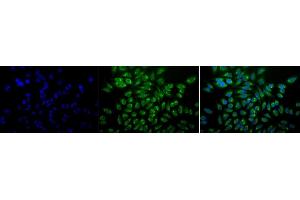 Immunocytochemistry/Immunofluorescence analysis using Mouse Anti-GRP78 Monoclonal Antibody, Clone 1H11-1H7 (ABIN863112). (GRP78 Antikörper)