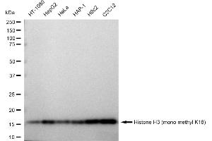 Western blotting analysis using Histone H3 (mono methyl K18) antibody (ABIN7798959).