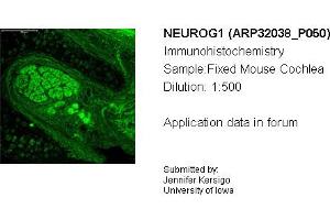 Sample Type: Mouse CochleaDilution: 1:500 (Neurogenin 1 Antikörper  (C-Term))