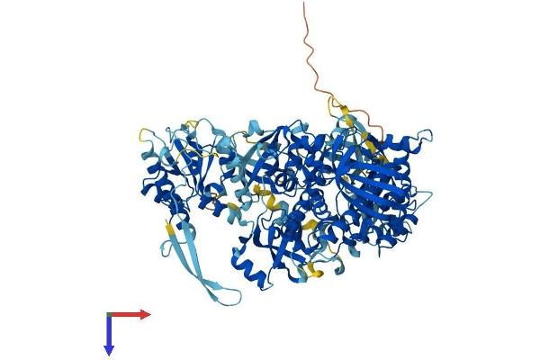 DIS3 Protein (AA 1-958) (His tag)