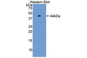Western blot analysis of the recombinant protein. (HFE2 Antikörper  (AA 29-401))
