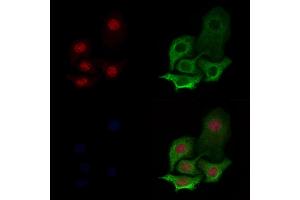 Histone H3 Antibody staining Hela cells by IF/ICC.