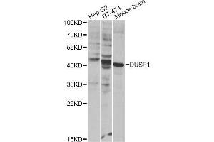 Western blot analysis of extracts of various cell lines, using DUSP1 Antibody. (DUSP1 Antikörper)