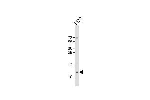 Anti-SCGB2A2 Antibody (N-Term) at 1:2000 dilution + T47D whole cell lysate Lysates/proteins at 20 μg per lane. (Mammaglobin A Antikörper  (AA 22-51))