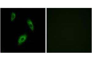 Immunofluorescence (IF) image for anti-G Protein-Coupled Receptor 174 (GPR174) (AA 131-180) antibody (ABIN2890859) (GPR174 Antikörper  (AA 131-180))
