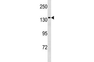 MCM9 antibody western blot analysis in 293 lysate. (MCM9 Antikörper  (AA 316-345))