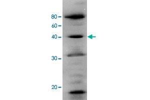 Identification of human Polb in the crude extract of MCF-7 cell by western blotting using Polb polyclonal antibody . (POLB Antikörper)