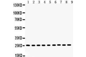 Anti- Peroxiredoxin 3 Picoband antibody, Western blotting All lanes: Anti Peroxiredoxin 3  at 0. (Peroxiredoxin 3 Antikörper  (AA 110-256))