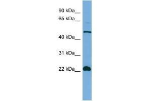 WB Suggested Anti-HEMGN Antibody Titration: 0.