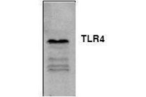 Image no. 1 for anti-Toll-Like Receptor 4 (TLR4) antibody (ABIN127057) (TLR4 Antikörper)