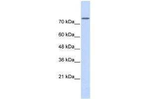 WB Suggested Anti-PLD2 Antibody Titration:  0.