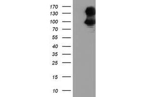 Western Blotting (WB) image for anti-Dipeptidyl-Peptidase 9 (DPP9) antibody (ABIN1497896) (DPP9 Antikörper)