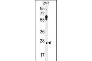 LRRC57 Antibody (C-term) (ABIN654494 and ABIN2844226) western blot analysis in 293 cell line lysates (35 μg/lane). (LRRC57 Antikörper  (C-Term))