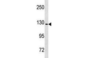 Nlrp6 antibody western blot analysis in mouse heart tissue lysate. (NLRP6 Antikörper  (AA 343-372))