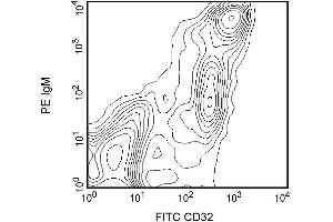 Two-color analysis of the expression of CD32 on rat splenocytes. (Fc gamma RII (CD32) Antikörper)