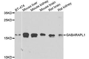 Western blot analysis of extracts of various cells, using GABARAPL1 antibody. (GABARAPL1 Antikörper)
