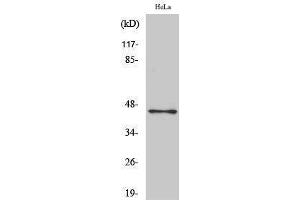 Western Blotting (WB) image for anti-POU Class 5 Homeobox 1 (POU5F1) (Internal Region) antibody (ABIN3185993) (OCT4 Antikörper  (Internal Region))