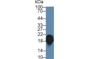 Western blot analysis of Mouse Cerebrum lysate, using Human CPLX1 Antibody (1 µg/ml) and HRP-conjugated Goat Anti-Rabbit antibody ( (Complexin 1 Antikörper  (AA 1-134))