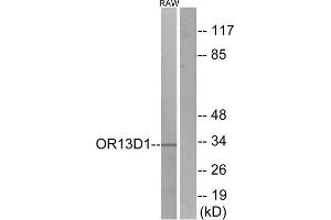 Western blot analysis of extracts from RAW264. (OR13D1 Antikörper  (C-Term))