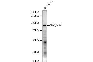 Western blot analysis of extracts of Rat thymus, using TBK1/NAK antibody (ABIN3016267, ABIN3016268, ABIN3016269 and ABIN6219678) at 1:1000 dilution. (TBK1 Antikörper  (AA 440-729))