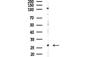 Western blot analysis of lysates from RAW264.