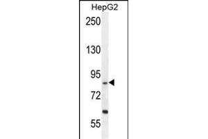 EXOC3L Antibody (C-term) (ABIN655213 and ABIN2844825) western blot analysis in HepG2 cell line lysates (35 μg/lane).