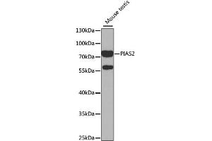 Western blot analysis of extracts of mouse testis, using PIAS2 antibody (ABIN1876855) at 1:1000 dilution. (PIAS2 Antikörper)