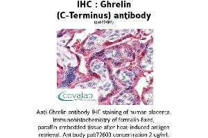 Image no. 1 for anti-Ghrelin (GHRL) (C-Term) antibody (ABIN1734686) (Ghrelin Antikörper  (C-Term))