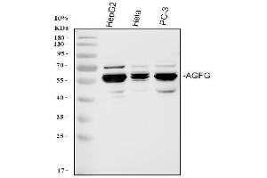 anti-HIV-1 Rev Binding Protein (HRB) (AA 5-28), (N-Term) antibody