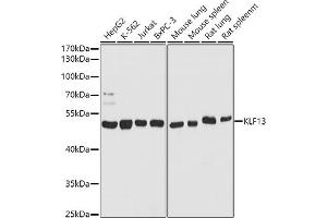 Western blot analysis of extracts of various cell lines, using KLF13 antibody (ABIN7268153) at 1:1000 dilution. (KLF13 Antikörper  (AA 100-200))