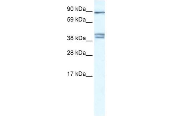 CLCNKB Antikörper  (C-Term)