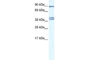 CLCNKB antibody used at 0. (CLCNKB Antikörper  (C-Term))