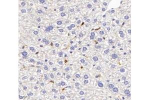Immunohistochemistry analysis of paraffin-embedded mouse liver using,FCN1 (ABIN7073952) at dilution of 1: 3000 (FCN1 Antikörper)