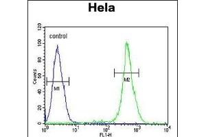 EBP Antibody (N-term) (ABIN652952 and ABIN2842607) flow cytometric analysis of Hela cells (right histogram) compared to a negative control cell (left histogram). (EBP Antikörper  (N-Term))