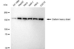 Western blotting analysis using Clathrin heavy chain antibody (ABIN7798090).