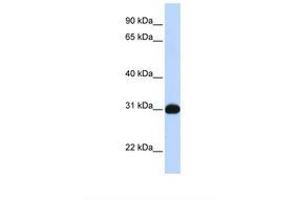 Image no. 1 for anti-Nuclear Receptor Subfamily 0, Group B, Member 2 (NR0B2) (N-Term) antibody (ABIN6738179)