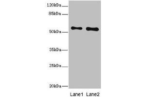 Western blot All lanes: RPS6KL1 antibody at 4. (RPS6KL1 Antikörper  (AA 1-130))