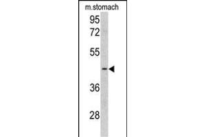 Western blot analysis of CLU antibody (C-term) (ABIN390569 and ABIN2840898) in mouse stomach tissue lysates (35 μg/lane). (CLUAP1 Antikörper  (C-Term))