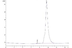 The purity of Human uPAR Domain 1 is greater than 95 % as determined by SEC-HPLC. (PLAUR Protein (AA 23-114) (His tag))