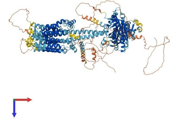 ADCY9 Protein (AA 1-1353) (His tag)