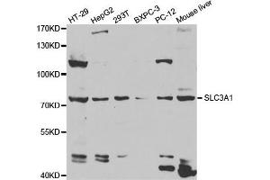 Western Blotting (WB) image for anti-Solute Carrier Family 3 Member 1 (SLC3A1) antibody (ABIN1876686) (SLC3A1 Antikörper)