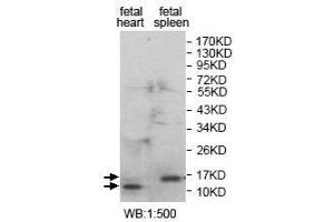 Western Blot analysis of fetal heart and fetal spleen Lysate with anti-ANAPC16 antibody. (ANAPC16 Antikörper  (Middle Region))